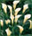 Calla Lilies